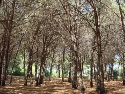 Woodland at Capojale on the Gargano coast, Italy
